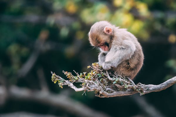 Baby Monkey