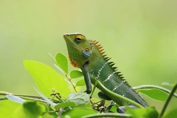 Chameleon